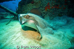 I was diving at a wreck site in Bimini when I came upon t... by Pam Wood 